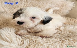 Sealyham Terrier dogs for sale: Sealyham terrier puppy’s  - Image 4