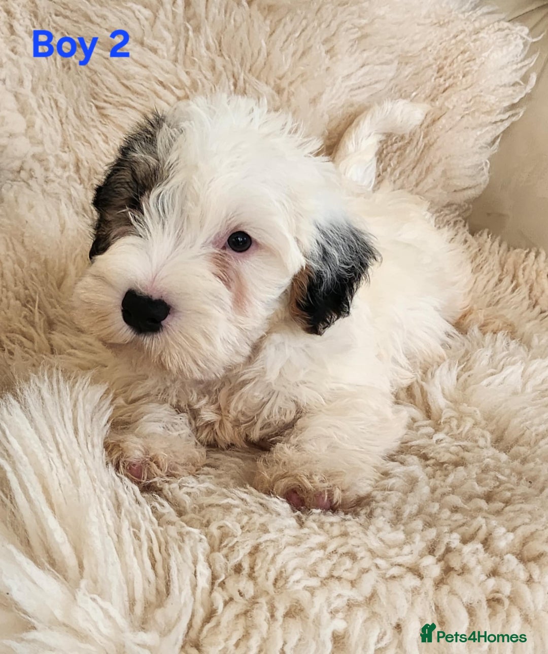 Sealyham Terrier dogs for sale: Sealyham terrier puppy’s  - Image 4
