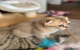 Scottish Fold cats for sale: Gold Chinchilla Scottish fold baby’s  - Image 31