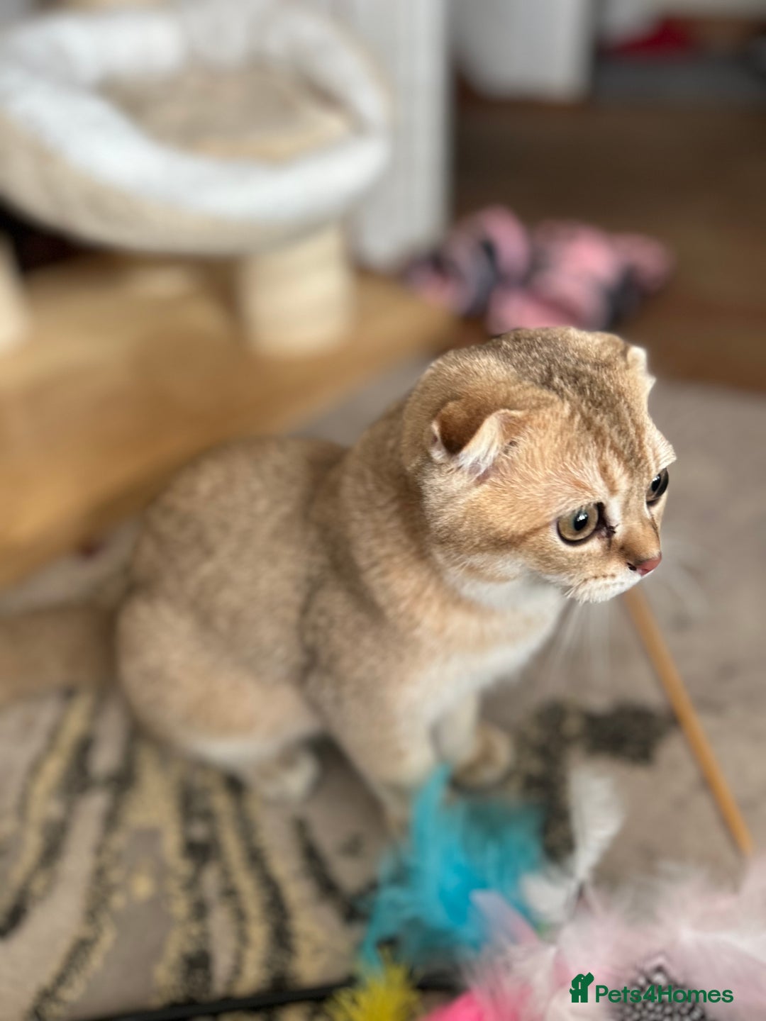 Scottish Fold cats for sale: Gold Chinchilla Scottish fold baby’s  - Image 31