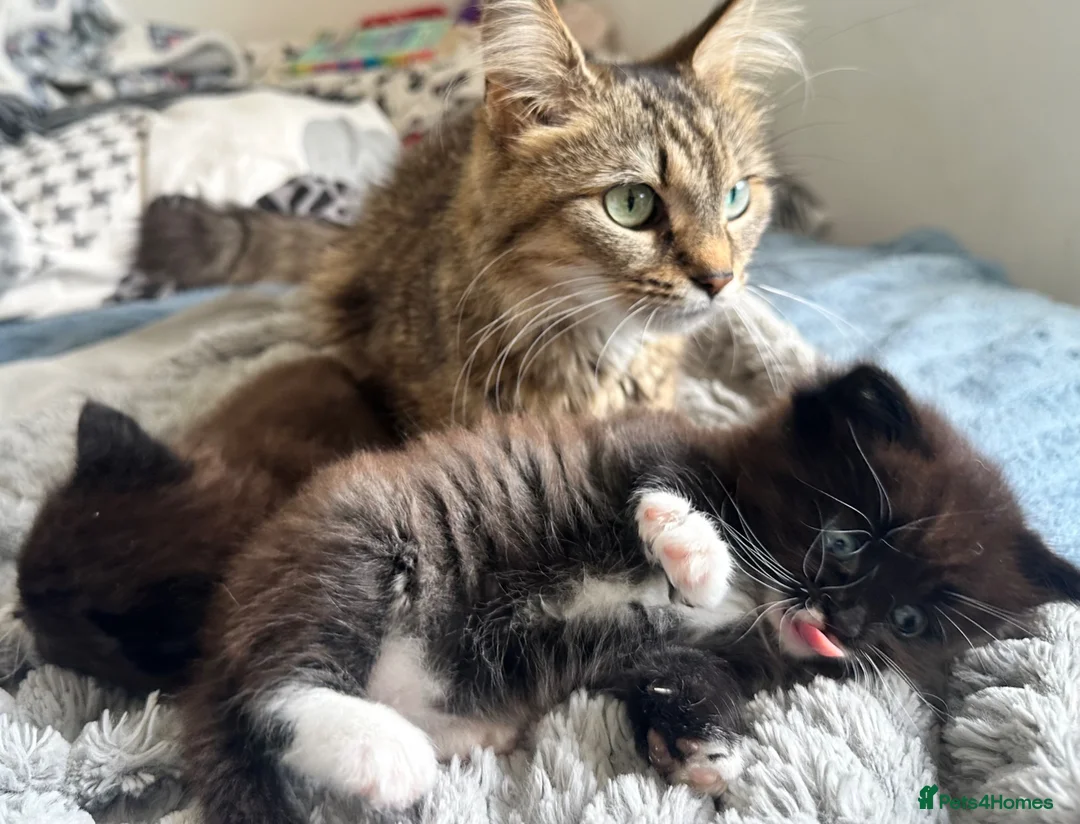 Ragdoll cats for sale: Beautiful ragdoll X  in Dover - Advert 2