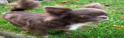 Chihuahua dogs for sale: BEAUTIFUL LILAC LONGCOAT GIRL - Advert 6
