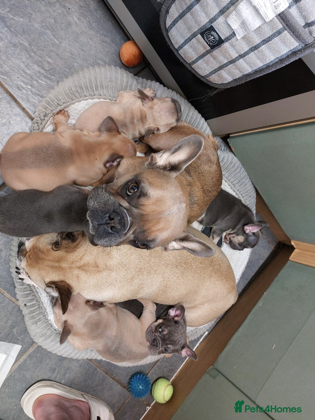 French Bulldog dogs for sale: Home reared beautiful frenchie pups - Image 10