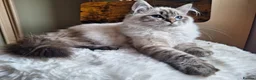 Ragdoll cats for sale: Pure Breed Beautiful Ragdoll Girl in Birmingham - Advert 3