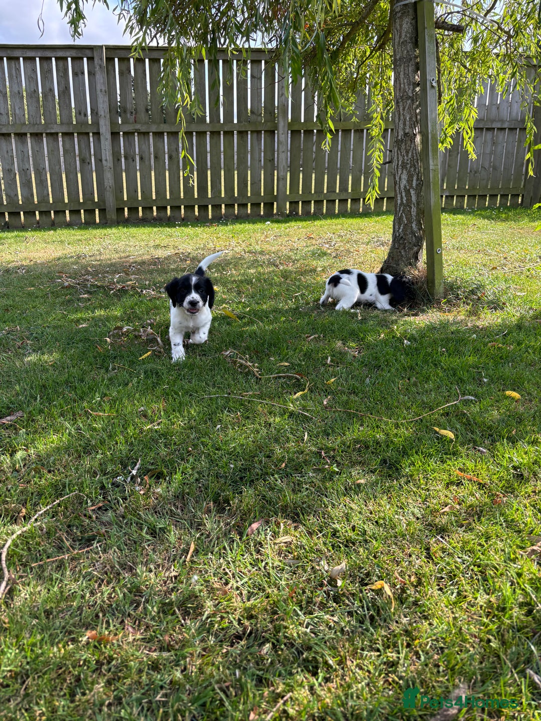 English Springer Spaniel dogs for sale: English Springer Spaniels  - Image 10