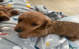 Miniature Dachshund dogs for sale: Mini wire haired dachsunds - Image 7