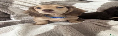 Miniature Dachshund Puppy 2