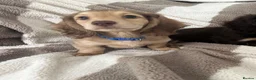 Miniature Dachshund dogs for sale: Miniature dachshund puppies longhaired in Hayling Island - Advert 9