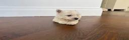 West Highland Terrier dogs for sale: Champion Bloodline, KC reg Puppies in Newark - Advert 8