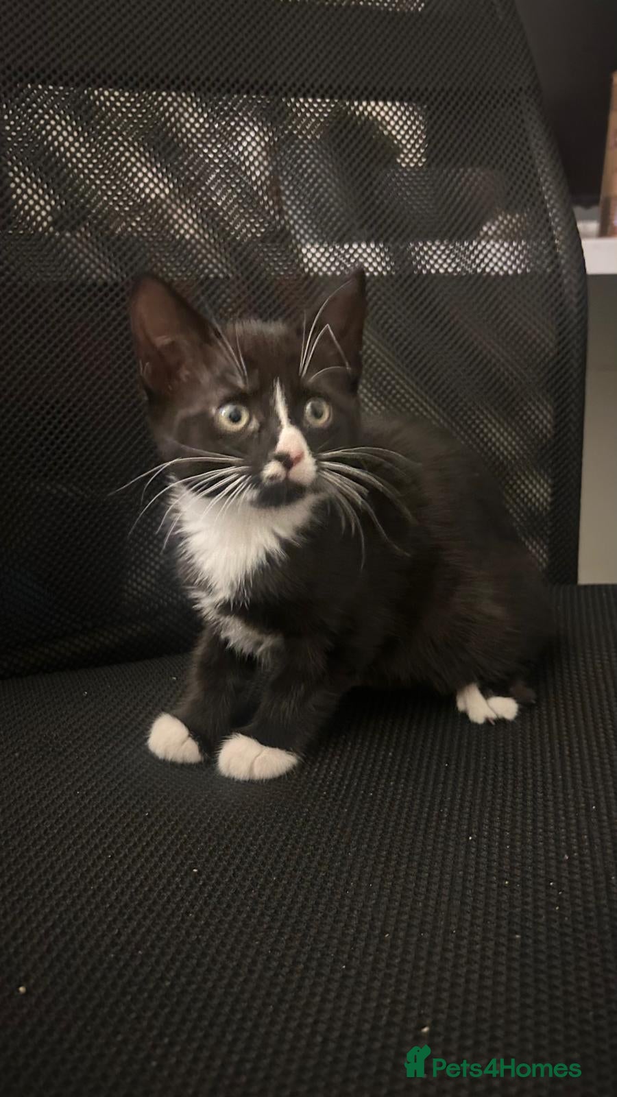 British Shorthair cats Kittens ** LAST ONE FEMALE ** - Advert 17