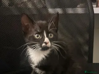 British Shorthair cats Kittens ** LAST ONE FEMALE ** - Advert 17