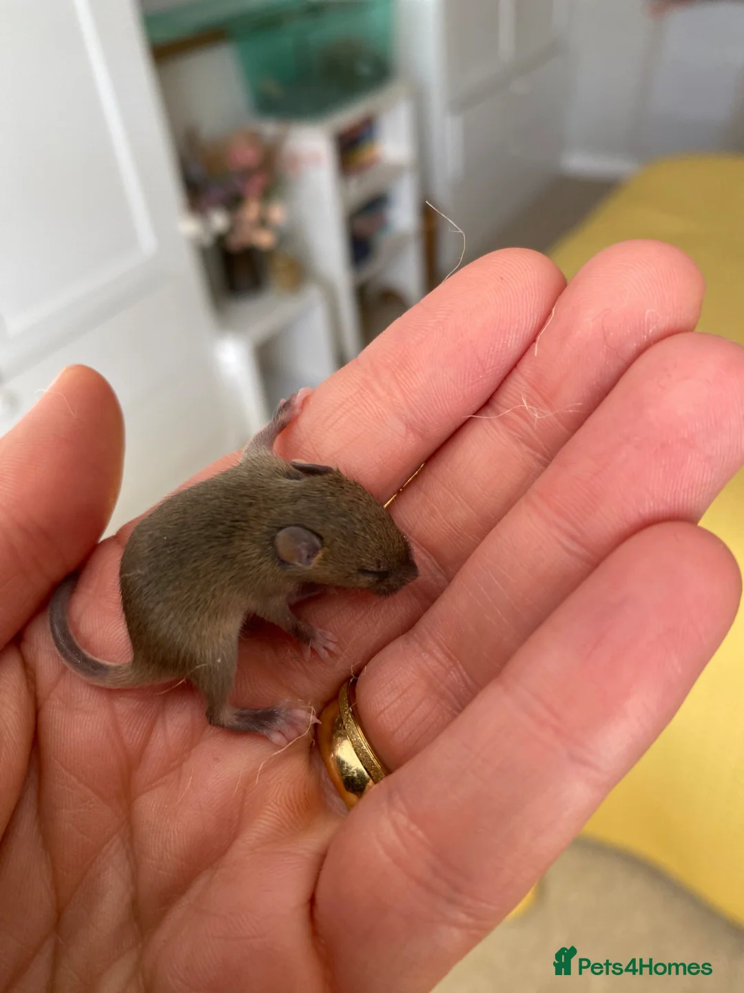 Mouse rodents for sale: Baby mice  - Advert 1
