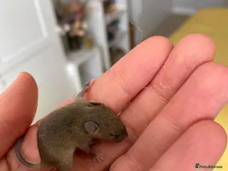 Mouse rodents Baby mice - Advert 7