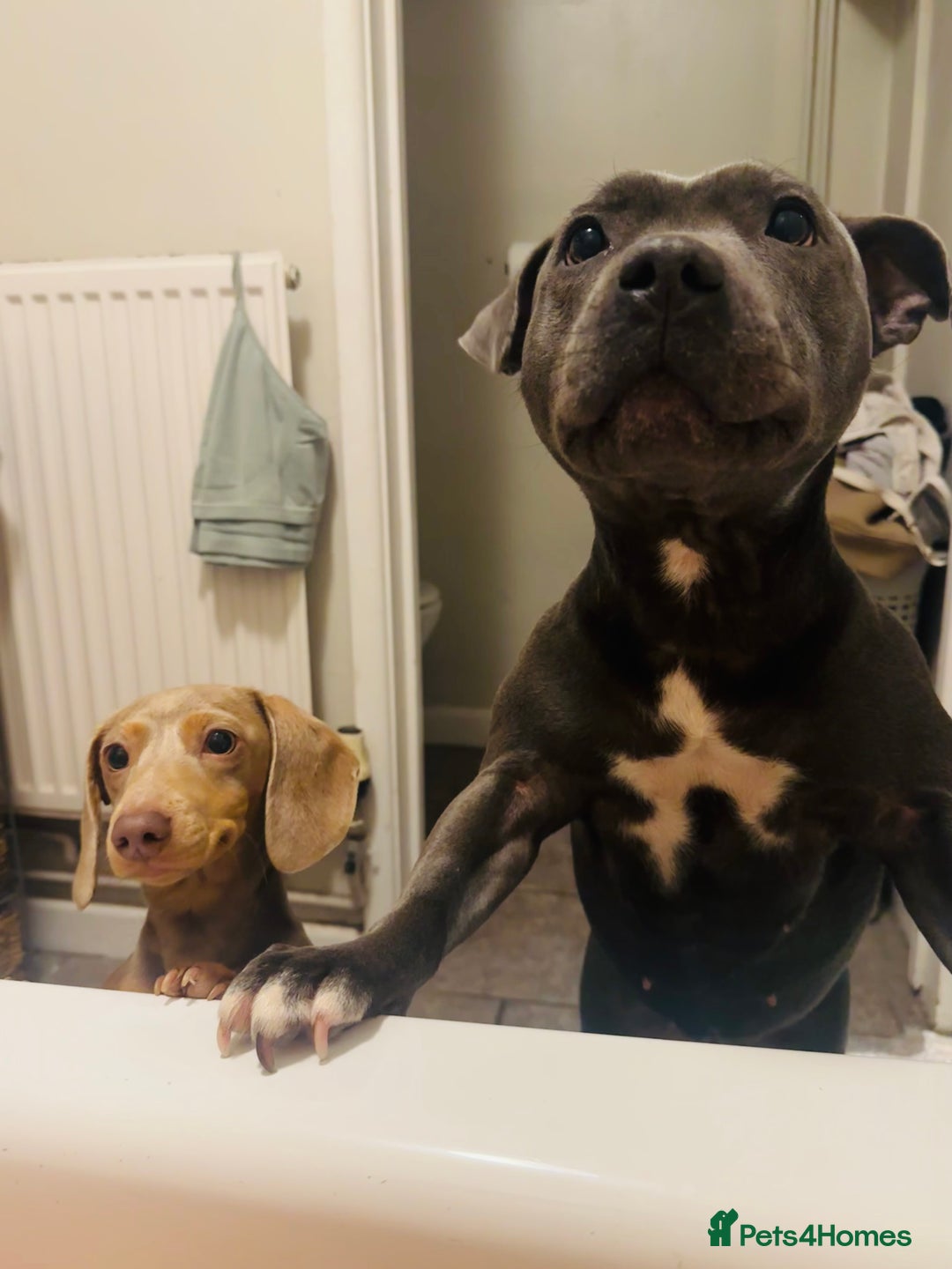 Miniature Dachshund dogs for sale: 3 girls Left Miniature Dachshund chocolate & tan - Advert 32