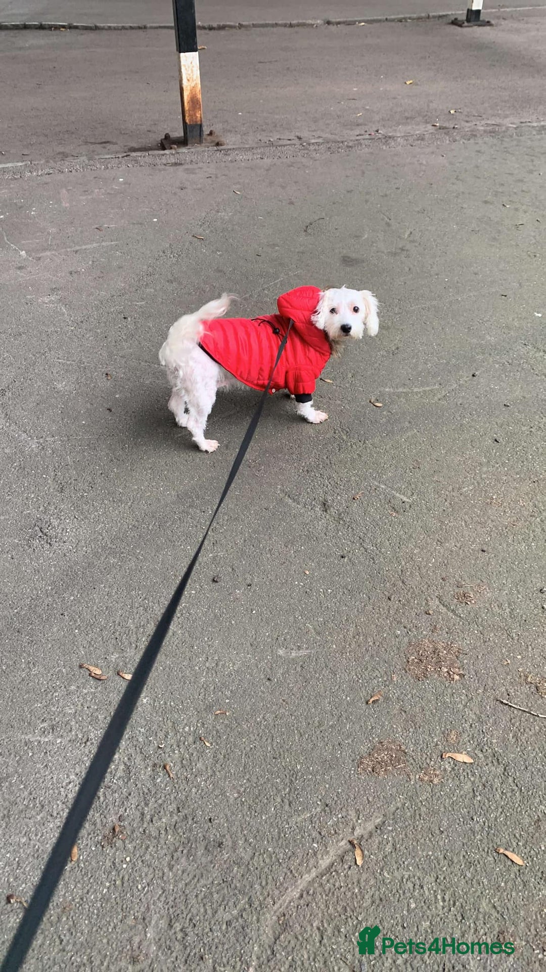 Mixed Breed dogs for sale: Cute puppies🐩 Ready to go 🏠 in London - Image 16