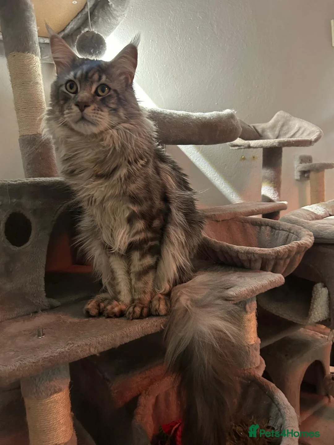 Maine Coon cats for sale: TICA registered kittens - Advert 14