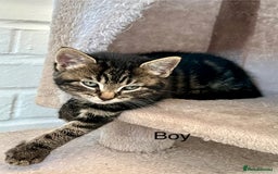 Mixed Breed cats for sale: Kittens available  - Image 5