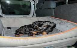 Mixed Breed dogs for sale: ONE OF ONE! Micro Asian Toy PoodleXFluffy Frenchie - Image 3
