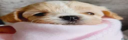 Maltipoo dogs for sale: F1 Asian Toy Maltipoo Due - Advert 17