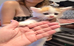 European cats for sale: Beautiful kittens  - Image 1