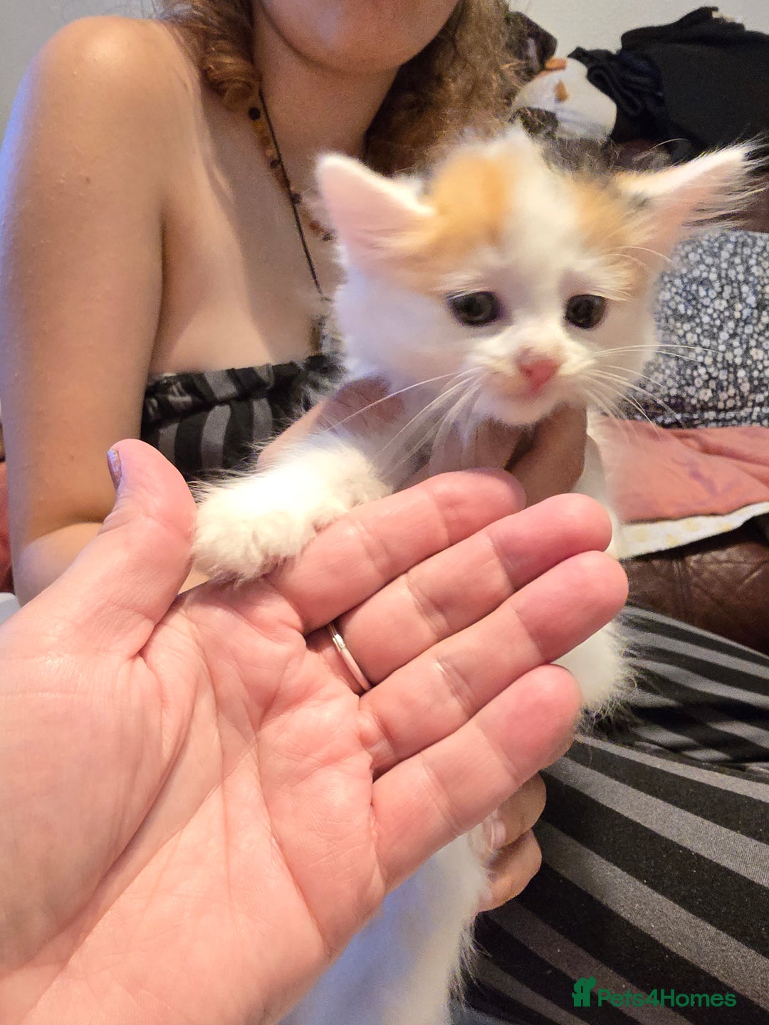 European cats for sale: Beautiful kittens  - Image 1