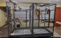 Macaws birds for sale: Greenwing macaw and a blue and gold macaw  - Image 3