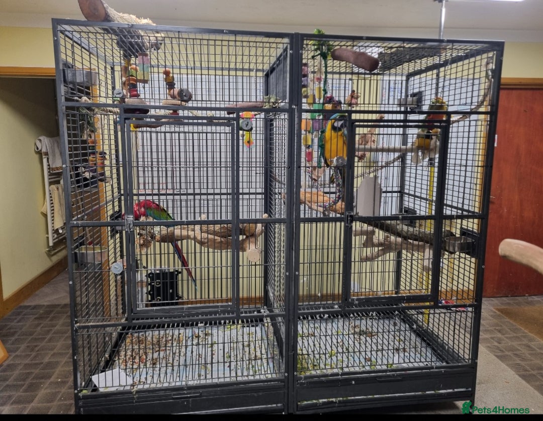 Macaws birds for sale: Greenwing macaw and a blue and gold macaw  - Image 3