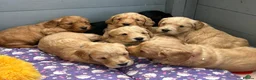 Mini Goldendoodle dogs for sale: Beautiful F1 Miniature Goldendoodle Puppies  - Advert 30