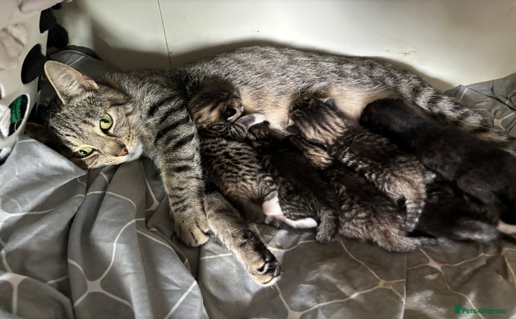 Mixed Breed cats - Advert 5