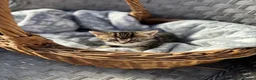 Mixed Breed cats for sale: Beautiful well handled kittens  - Advert 5