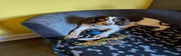 English Springer Spaniel dogs for adoption: ‼️ URGENT FOSTER OR FOSTER TO ADOPT 💙🐶 TOMMY in High Peak - Advert 7