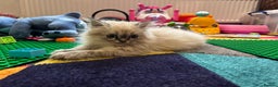 Persian cats for sale: Tabby point Persian  - Advert 2