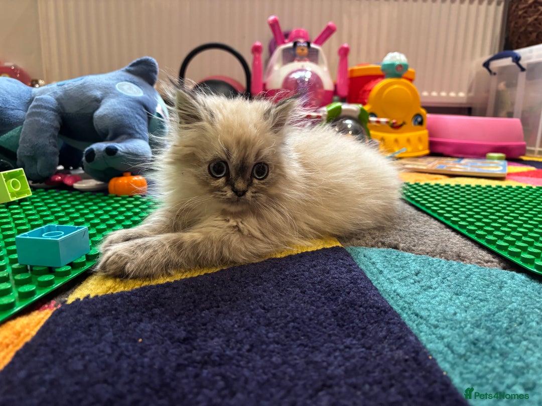 Persian cats for sale: Tabby point Persian  - Advert 2