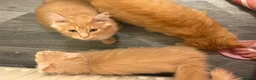 Maine Coon cats for sale: Maine coon  in Hamilton - Advert 4