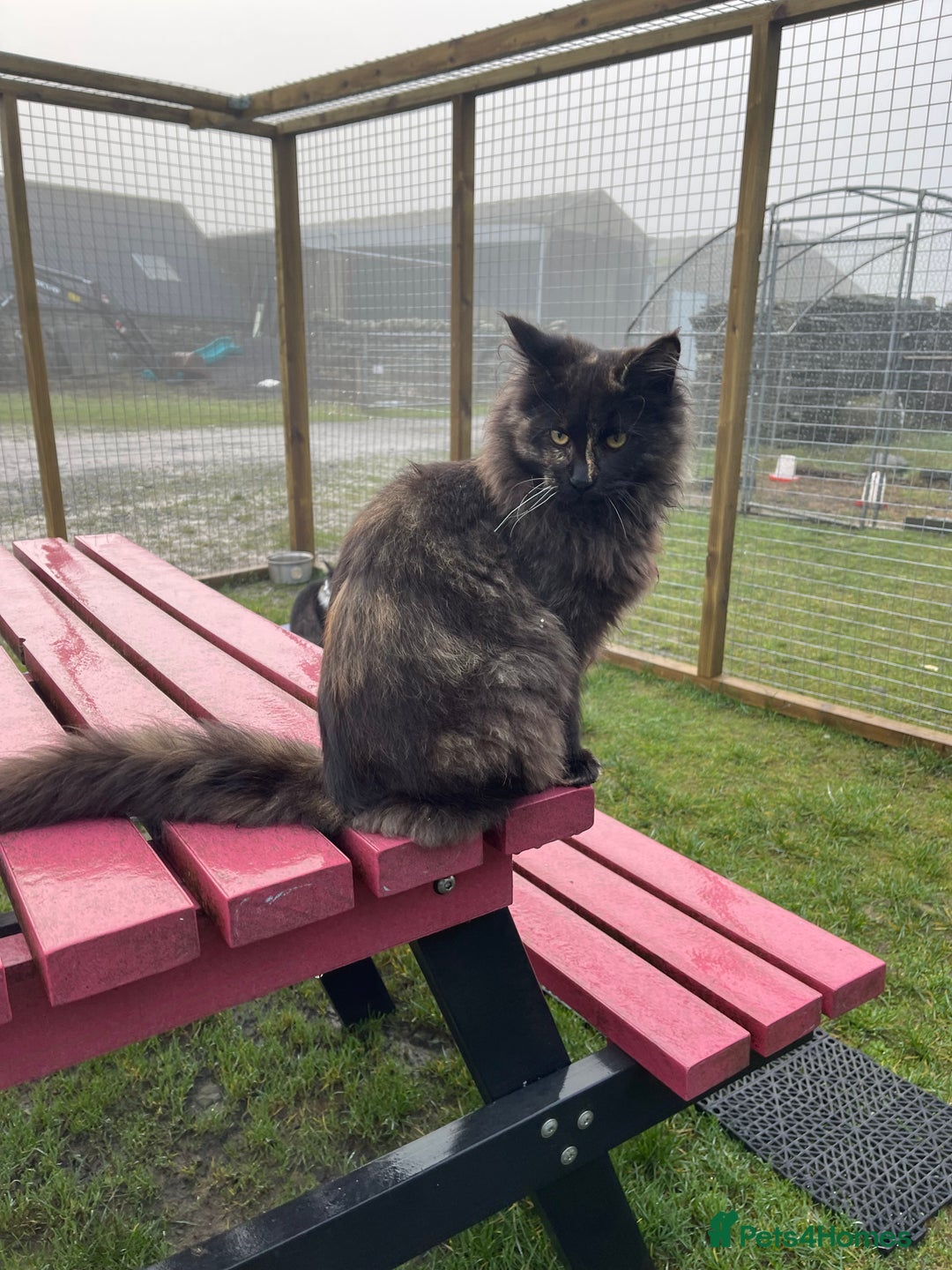 Maine Coon cats for sale: Top pedigree MaineCoon sisters  - Advert 7