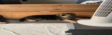 German Shepherd Turquoise Blue Female