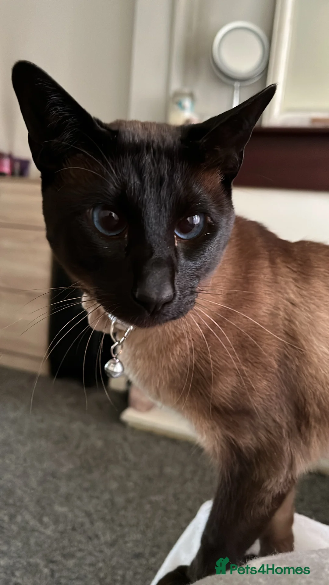 Siamese cats for sale: 2 year old Siamese  - Advert 2