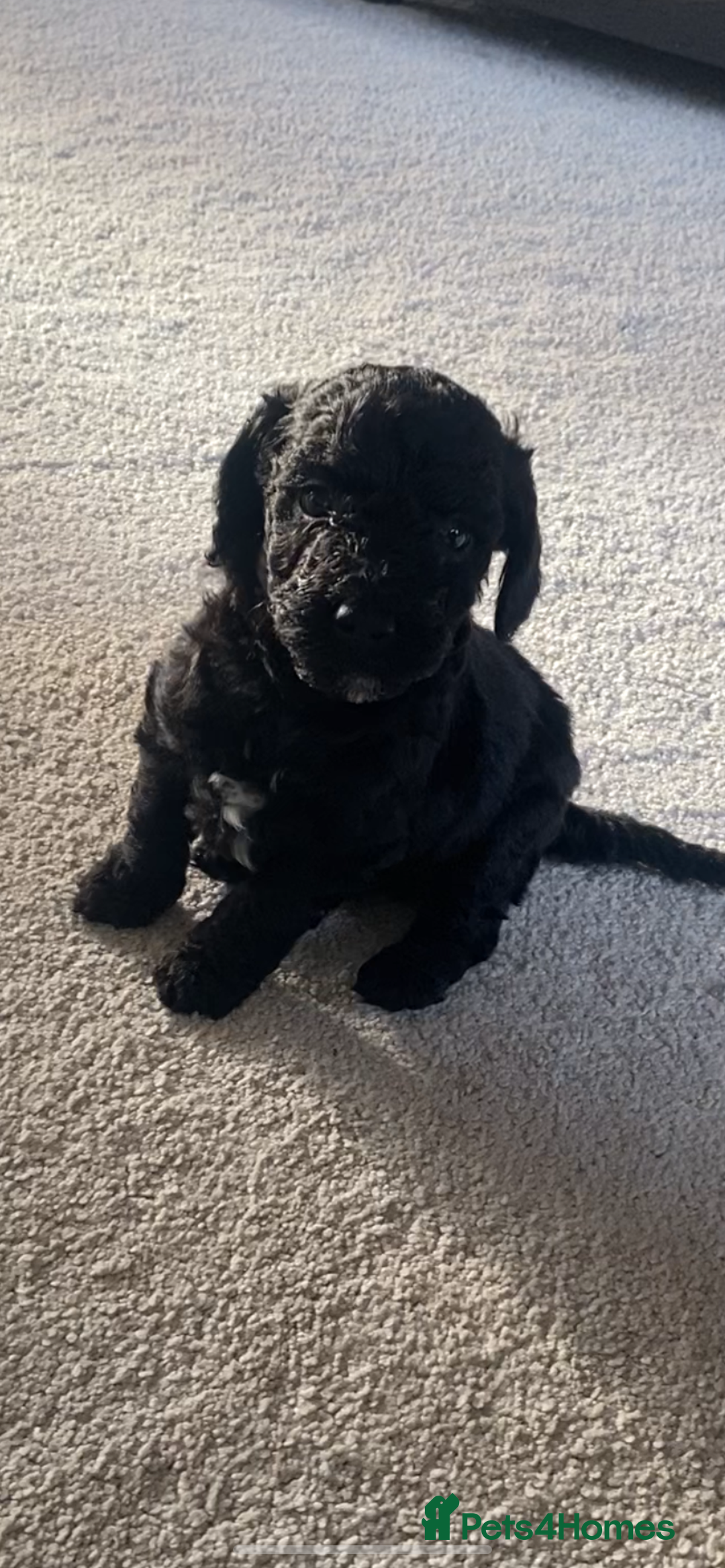 Cockapoo dogs for sale: Cockerpoo puppies Two Boys - Advert 7