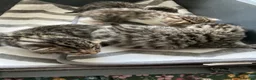 Mixed Breed cats for sale: 4 beautiful kittens available  in Weymouth - Advert 6