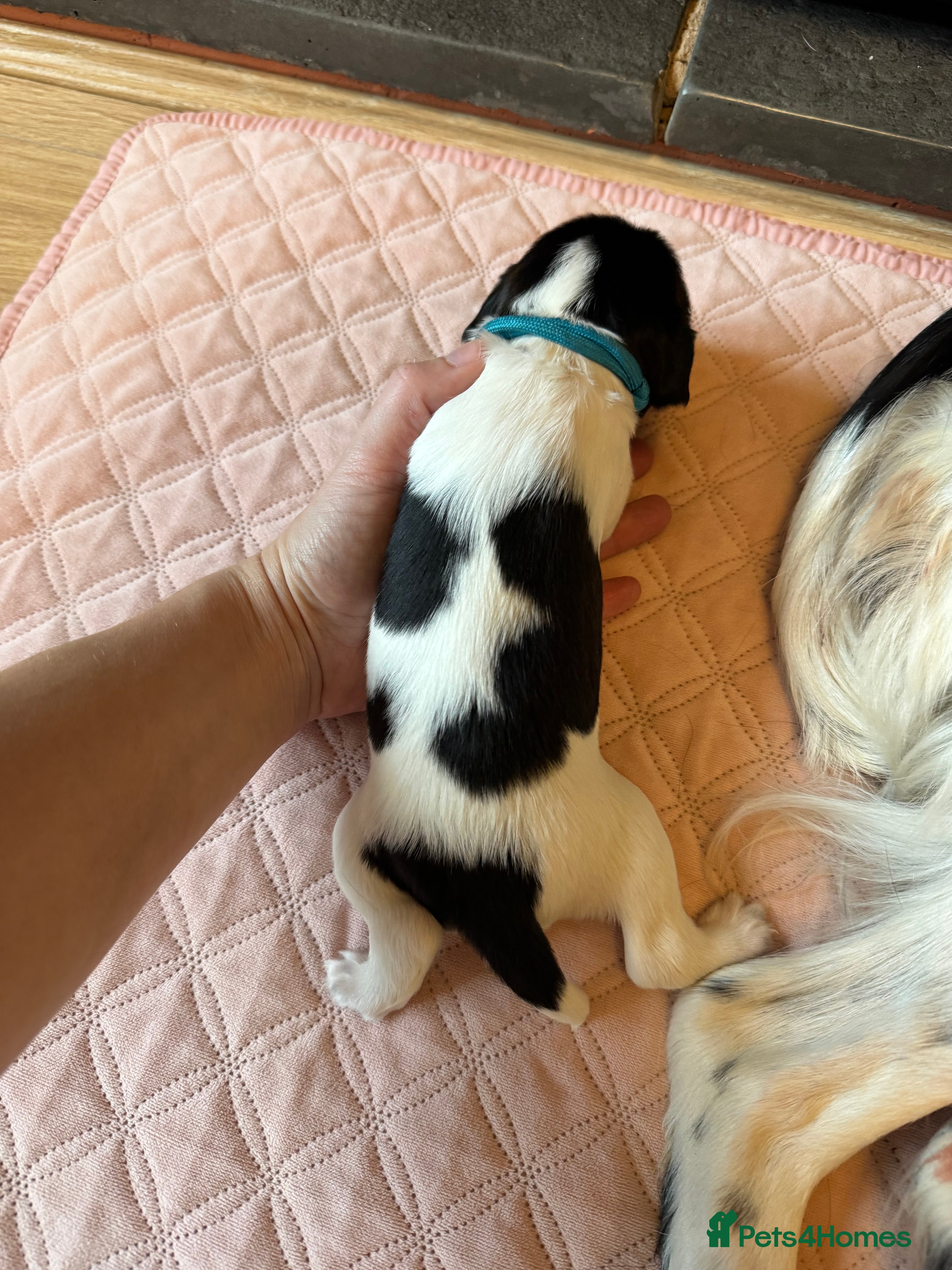 English Springer Spaniel dogs for sale: KC, FTCH Springer Spaniels - Advert 2