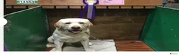 Labrador Retriever dogs for sale: KC registered puppies for sale. - Advert 3