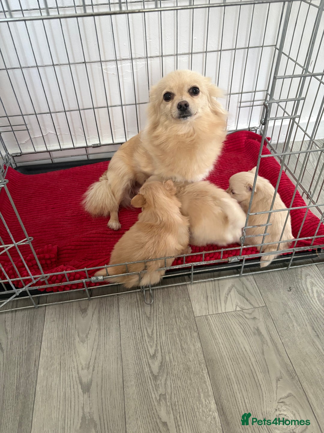 Pomeranian dogs for sale: Pomeranian puppies - Advert 1