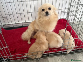 Pomeranian dogs Pomeranian puppies - Advert 18