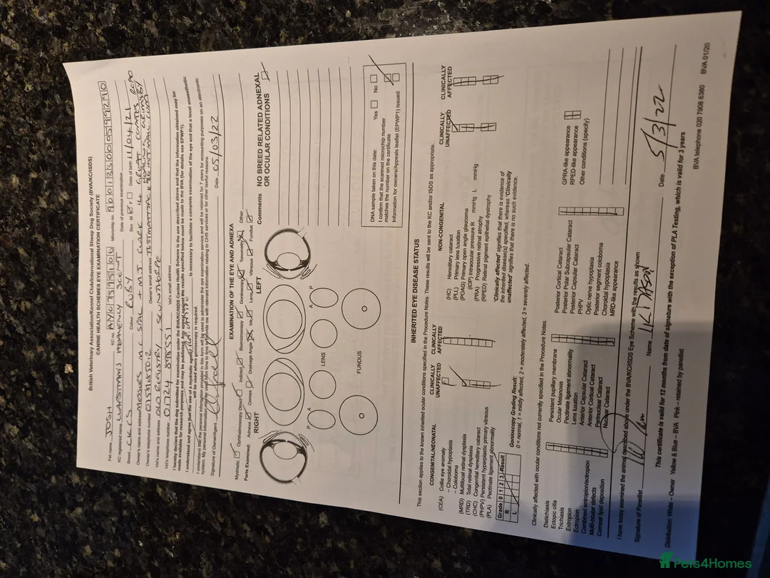 Cavalier King Charles Spaniel dogs for sale: Top quality Kc Reg CKC pups from champion lines - Advert 4