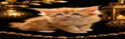 Maine Coon cats for sale: MAINE COON Kitten's redy for reservation. - Advert 6