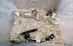 Mouse rodents for sale: Pretty fancy mice in Bridgwater - Image 6