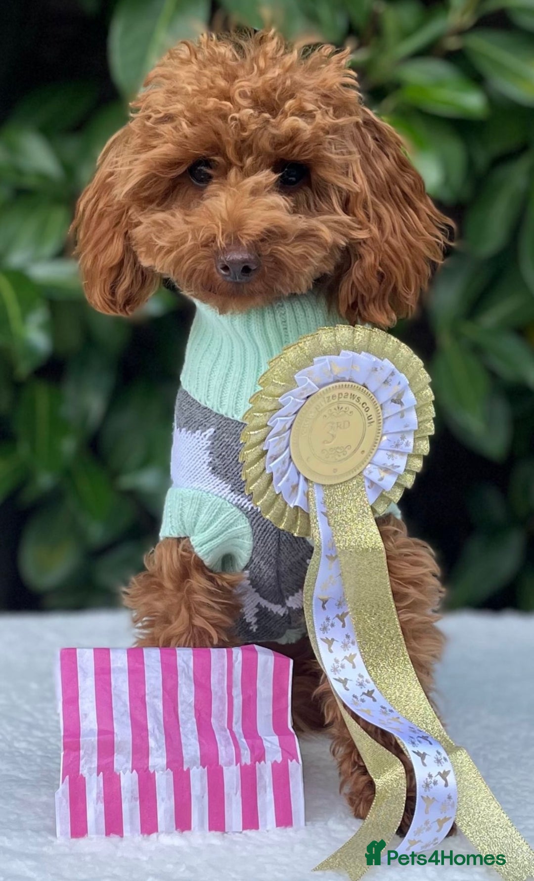 Toy Poodle dogs for sale: TINY TOY POODLE PUPPIES 5🌟LICENSED BREEDER  - Image 16