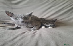 Mixed Breed cats for sale: Kittens for sale - Image 4