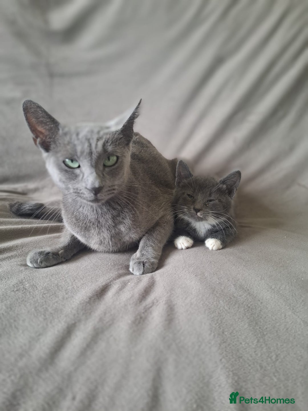 Mixed Breed cats for sale: Kittens for sale - Image 4