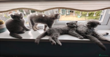 Scottish Fold cats - Advert 4